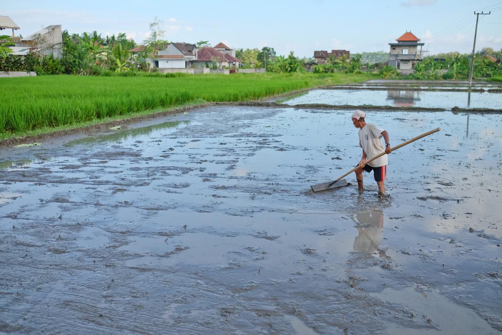 Pondok Ayu Soca Ubud Eksteriør billede